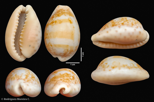 Cypraea aequinoctialis, 2023-12-03