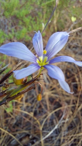 Image of Sisyrinchium xerophyllum by (c) Athena Philips, some rights reserved (CC BY)