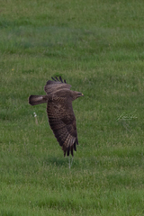 Buteo buteo