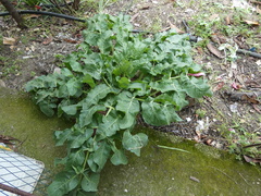 Opopanax chironium