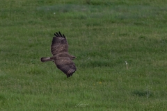 Buteo buteo