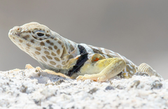 Crotaphytus vestigium