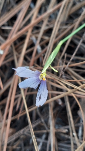 Image of Sisyrinchium xerophyllum by (c) Athena Philips, some rights reserved (CC BY)