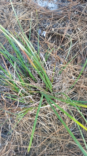 Image of Sisyrinchium xerophyllum by (c) Athena Philips, some rights reserved (CC BY)