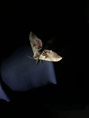 Smerinthus saliceti