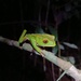 Lovely Leaf Frog - Photo (c) Felipe Barrera Ocampo, some rights reserved (CC BY-NC), uploaded by Felipe Barrera Ocampo