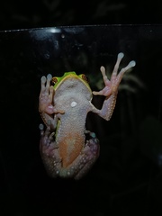 Lovely Leaf Frog photo 5
