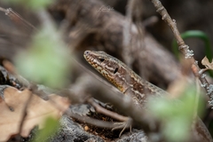 Podarcis muralis