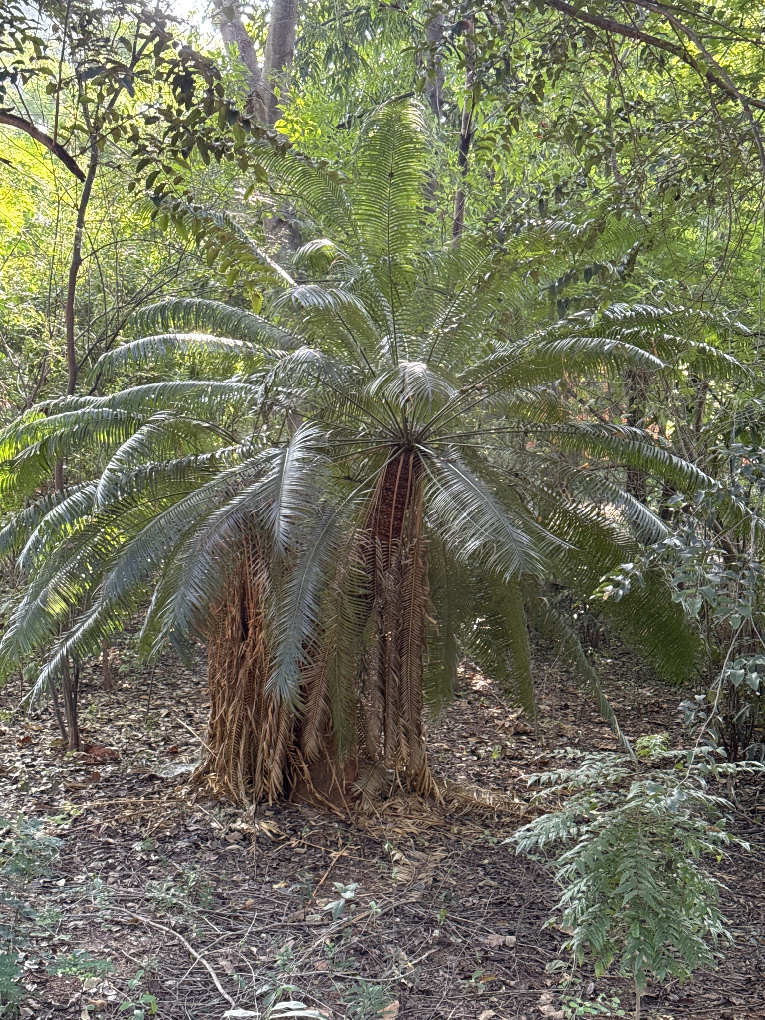 Imagem de Sagu-de-jardim