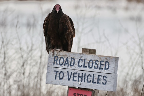 Turkey Vulture photographed in California