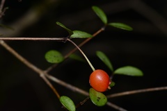 Neomyrtus pedunculata