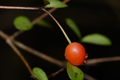 Neomyrtus pedunculata