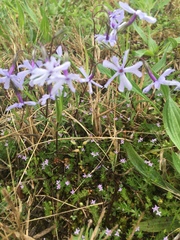 Phlox bifida