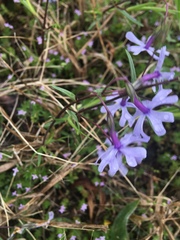 Phlox bifida