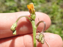Crepis zacintha