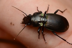 Megadromus antarcticus