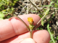 Crepis zacintha