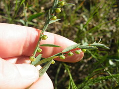 Phyllanthus maderaspatensis