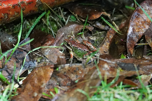 Pacific chorus frog photographed in Oregon