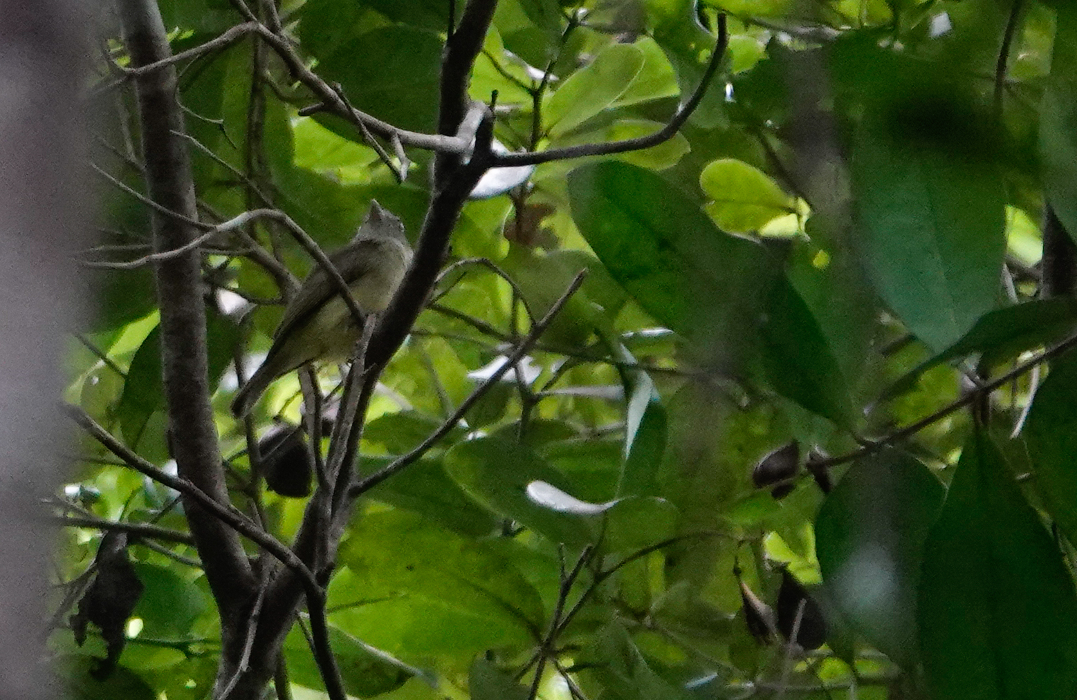 Saffron-crested Tyrant-Manakin (Neopelma chrysocephalum), photo 2
