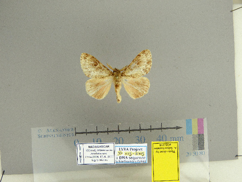Lymantria brunneata