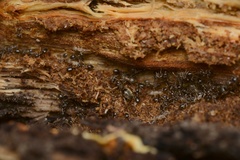 Prolasius advena