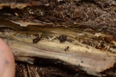 Prolasius advena
