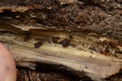 Prolasius advena