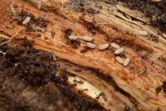 Prolasius advena