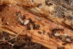 Prolasius advena