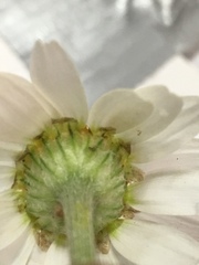 Leucanthemum vulgare