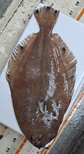 Mexicaanse bot (Cyclopsetta chittendeni) — Paralichthyidae — 4