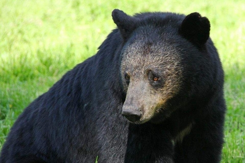 American Black Bear photographed in Minnesota