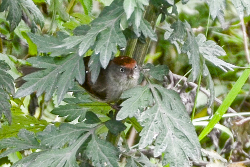 Ashy-throated Parrotbill (Suthora alphonsiana), photo 5