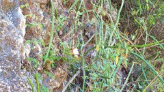 Selenicereus spinulosus