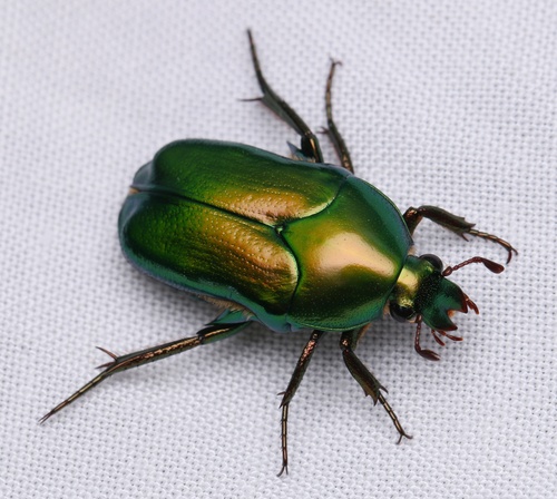 標本 P.N.G Ischiopsopha bennigseni 29mm Ischiopsopha jamesi