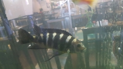 Pseudotropheus crabro