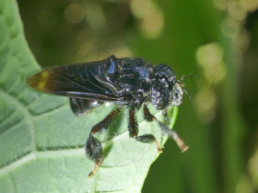 Copestylum rufitarse