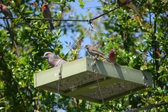 Streptopelia chinensis