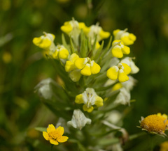 Castilleja campestris