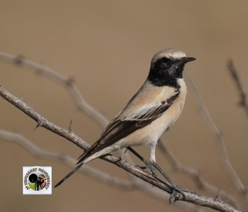 Desert Wheatear