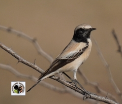 Desert Wheatear photo 2