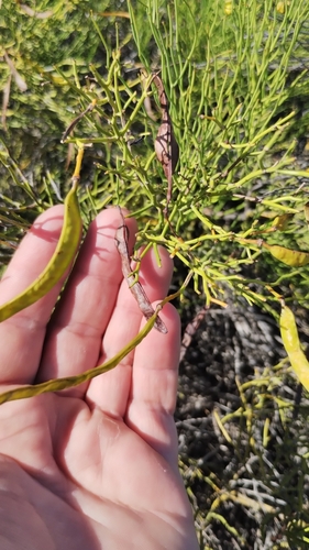 Senna pachyrrhiza, photograph 2