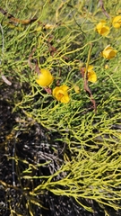 Senna pachyrrhiza, photograph Luis Capeletti, CC0, iNaturalist via GBIF