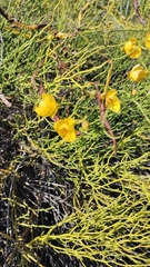 Senna pachyrrhiza, photograph Luis Capeletti, CC0, iNaturalist via GBIF