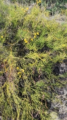 Senna pachyrrhiza, photograph Luis Capeletti, CC0, iNaturalist via GBIF