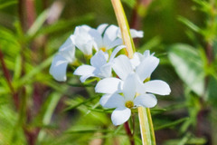 Leptosiphon floribundus