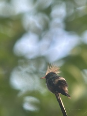 Lophornis delattrei image