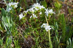 Leptosiphon floribundus