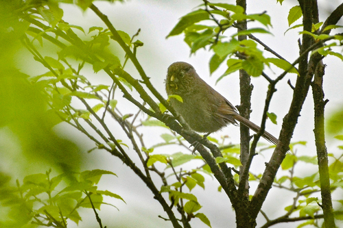 Brown Parrotbill (Paradoxornis unicolor), photo 7